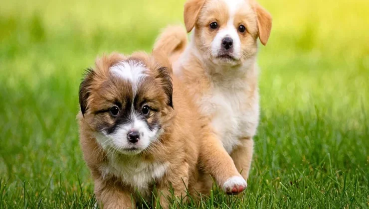How Do You Evaluate A Reputable Breeder When Searching For Puppies
