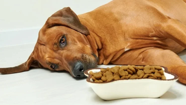 Digestive