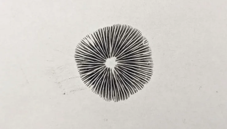 Learning Mycology
