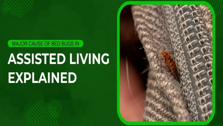 Bed Bugs
