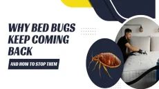 Bed Bugs