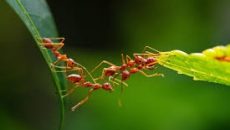 Yard Pests