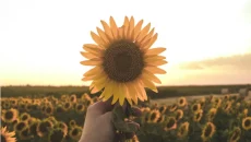 Sunflower Symbolize