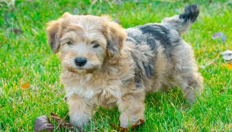 Whoodle Puppies
